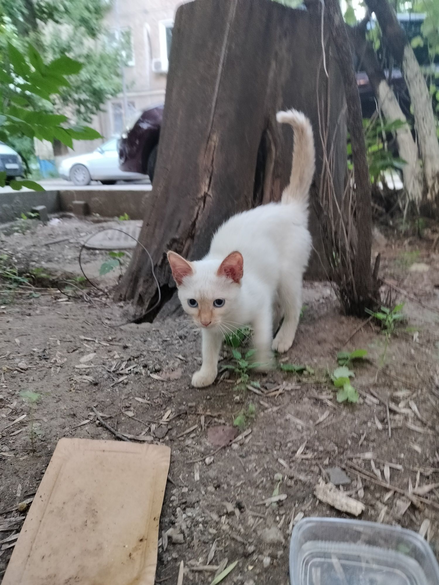 Кошечка с голубыми глазами