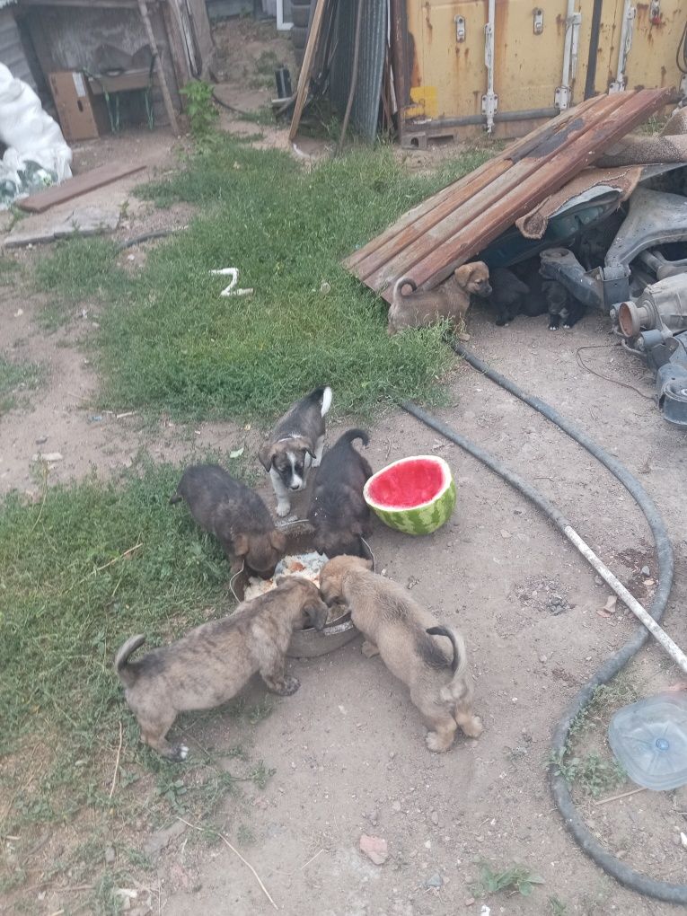 Отдам щенят сторожевые