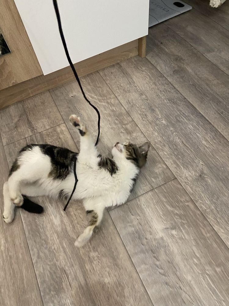 КОТ в Добрый Руки