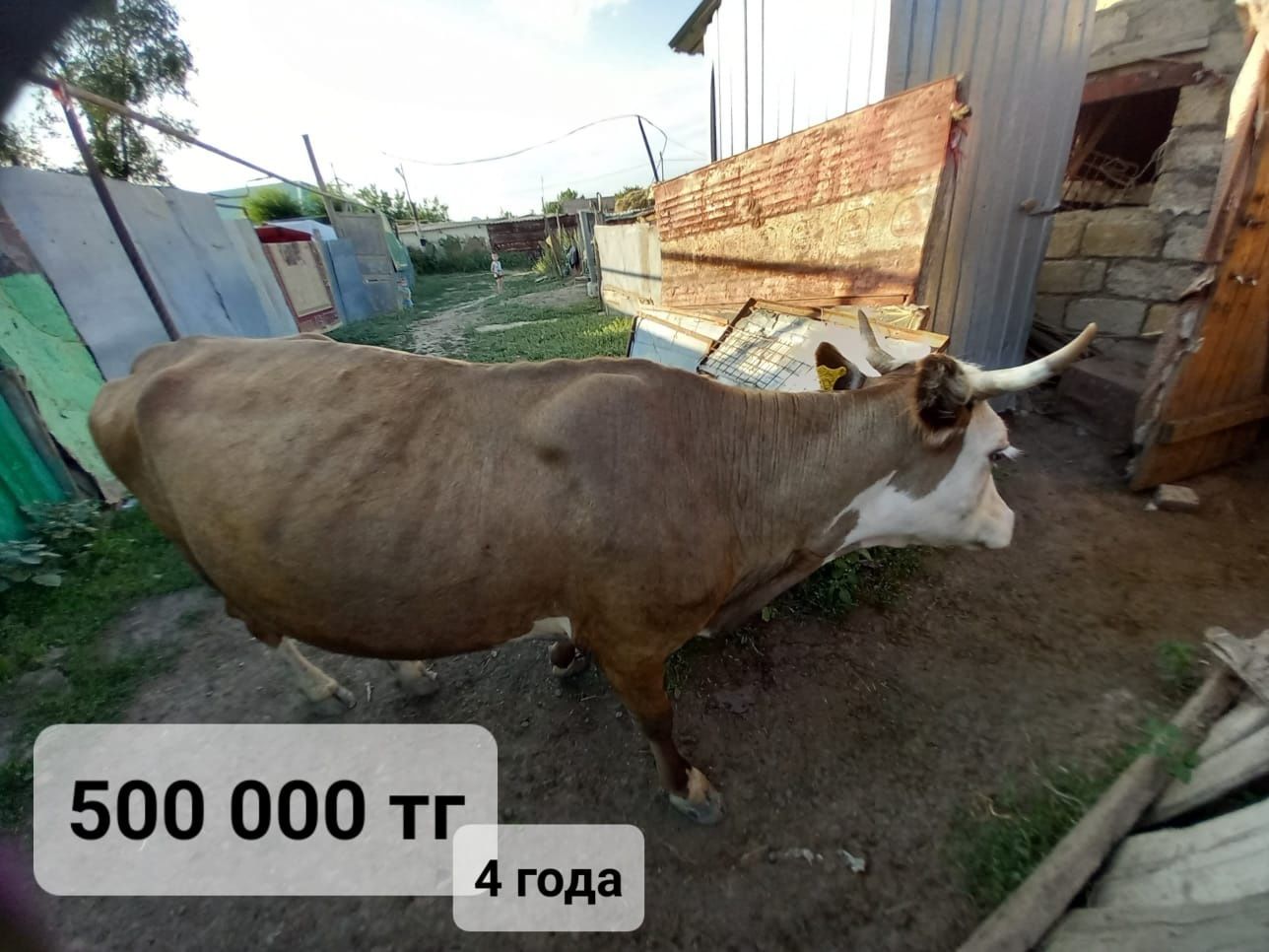 Продам тёлочек и корову