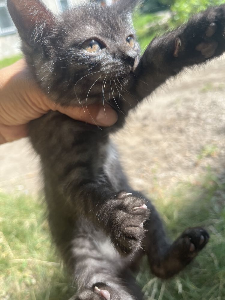 Отдам в добрые руки котят