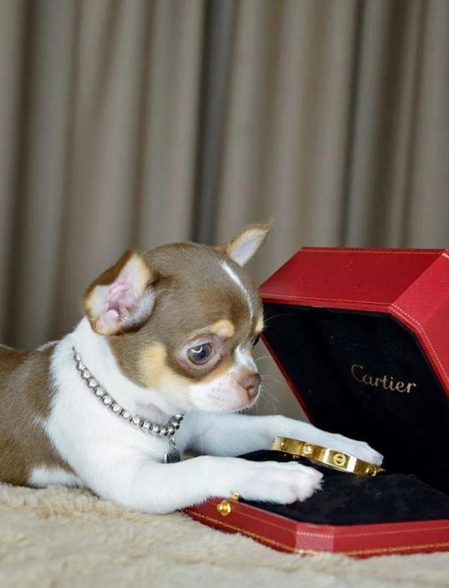 Cartier love 4 бриллианты