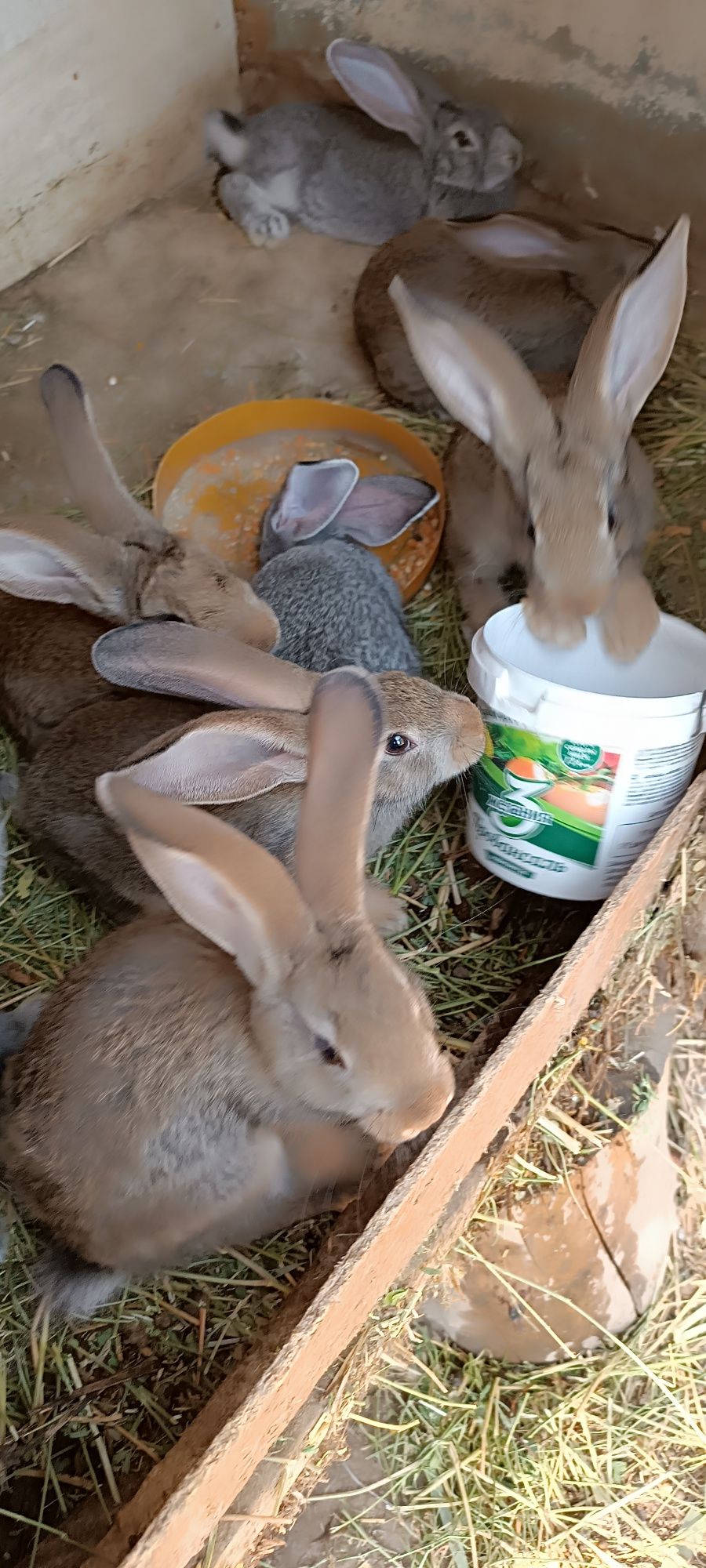 Продам кролик крольчат