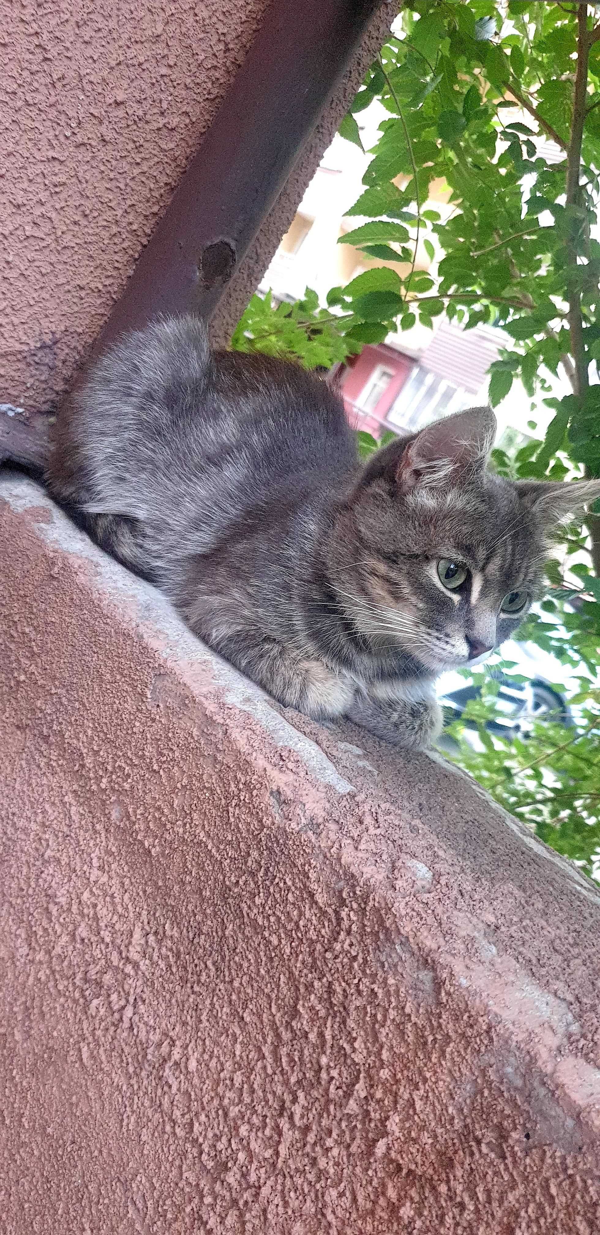 Отдам котенка в добрые руки