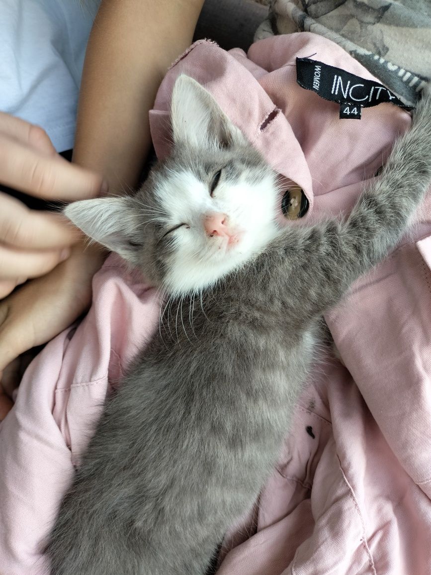 Отдаем в добрые руки котика