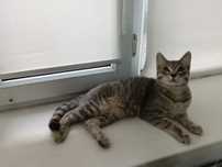 Котенок мальчик 11 мес