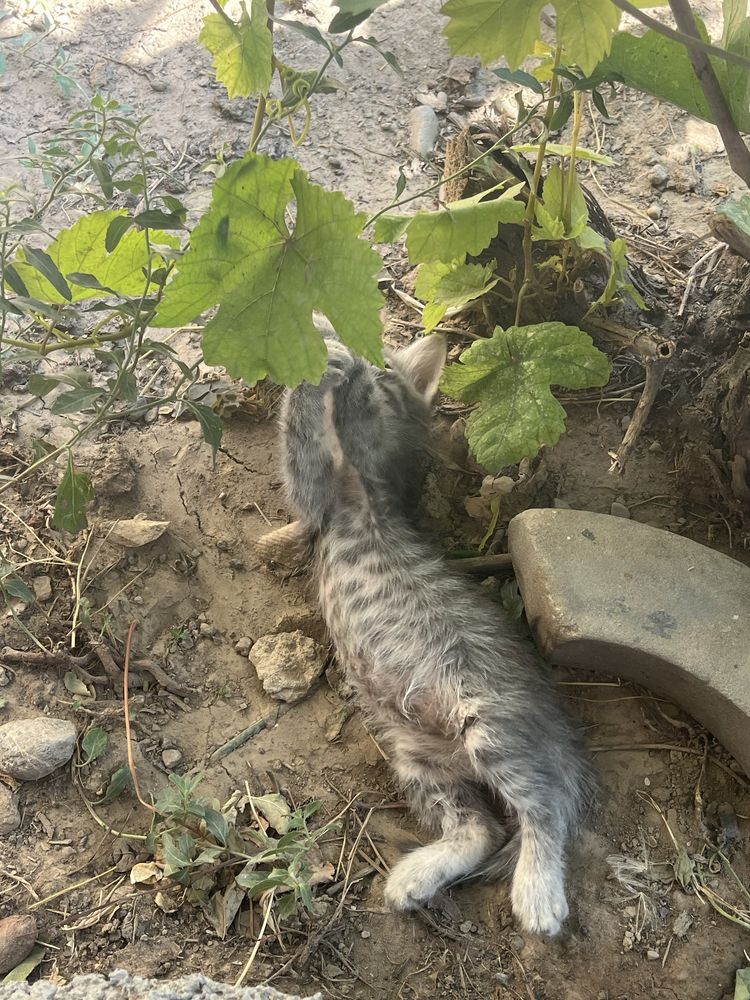 Котята бесплатно