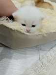 Чистокровные британские котята