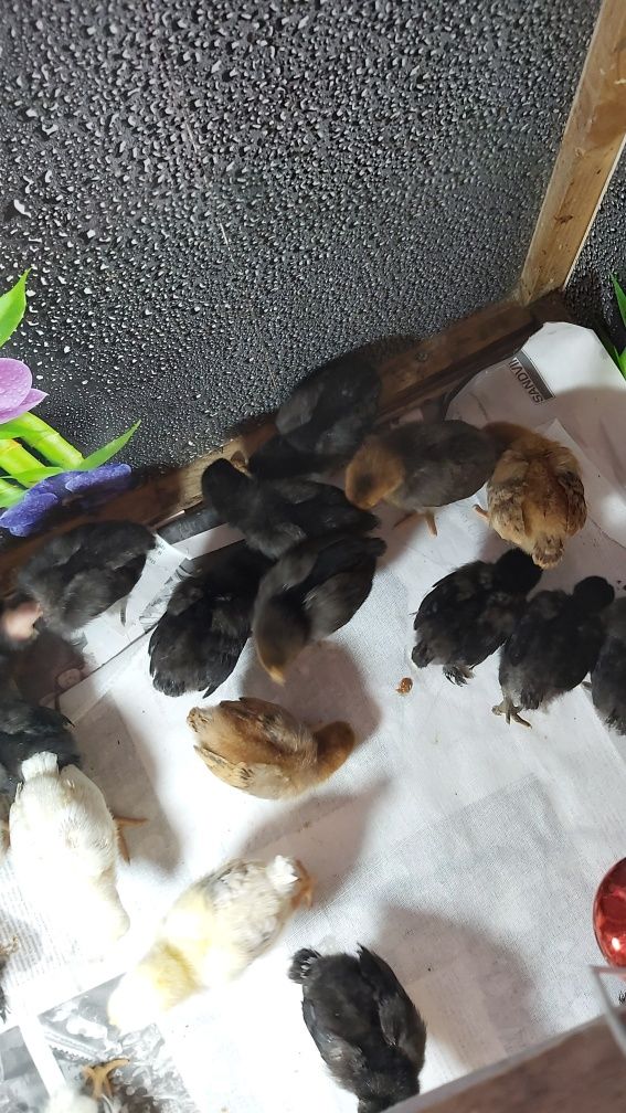 Продам  цыплят разных пород