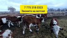 Бычки ментал телята гошт