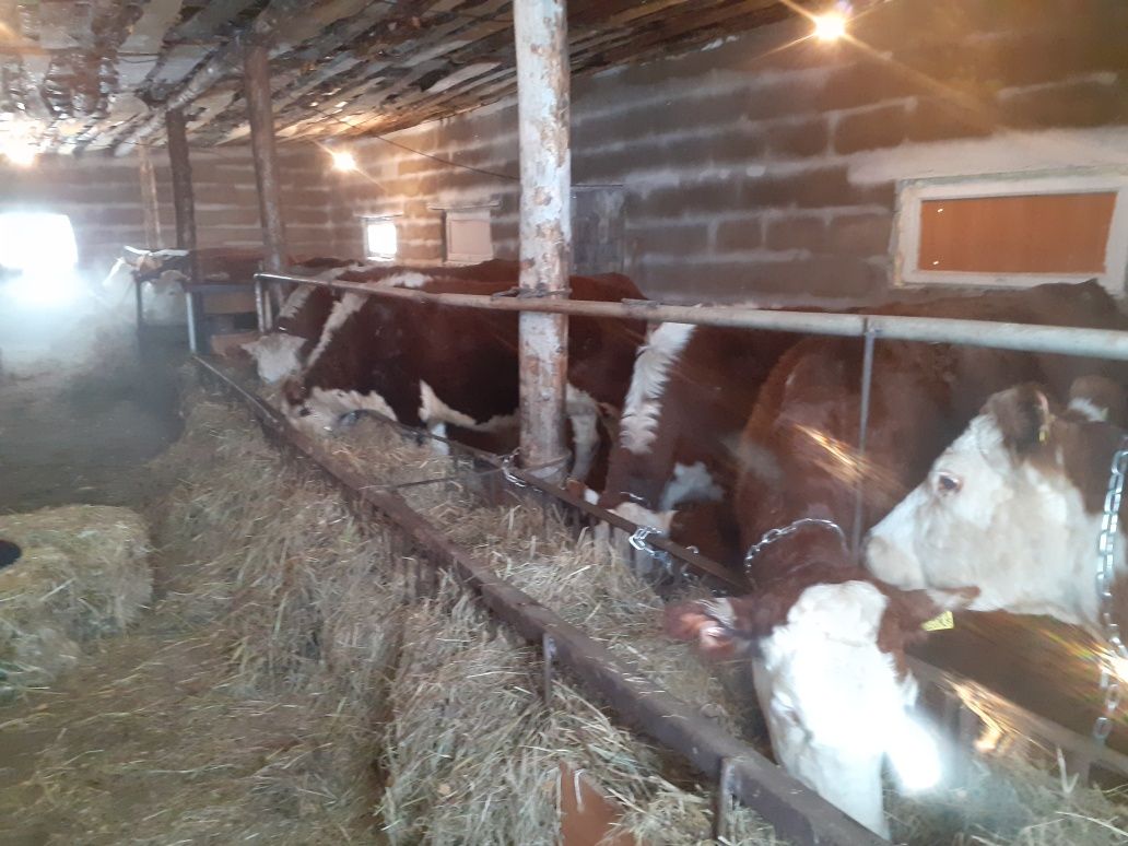 Продам дом готовый под ведение животноводства