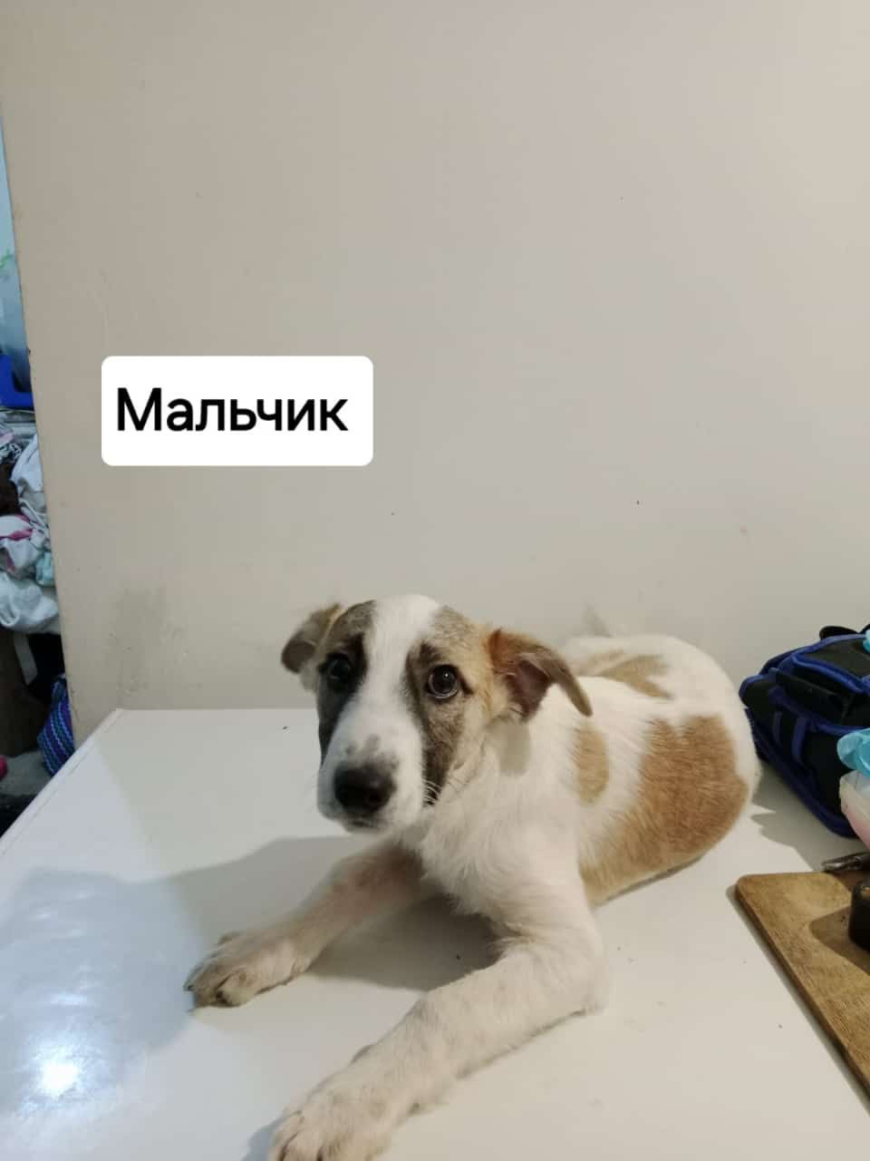Щеночка будут не большие
