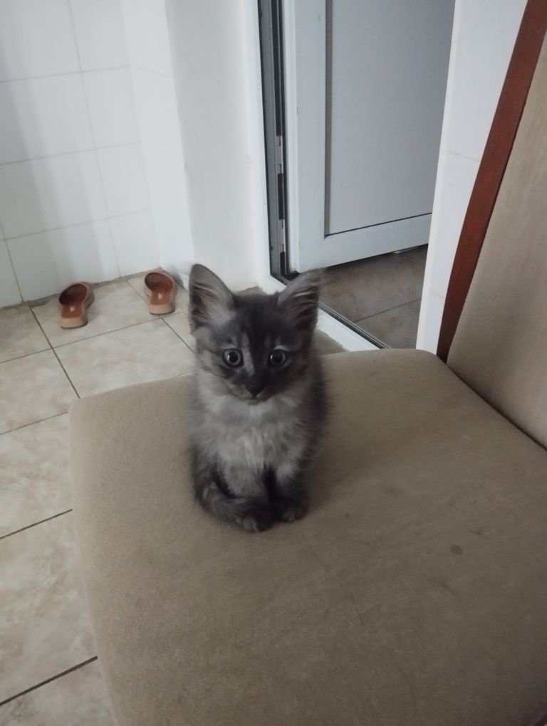 Отдаю котят в добрые руки