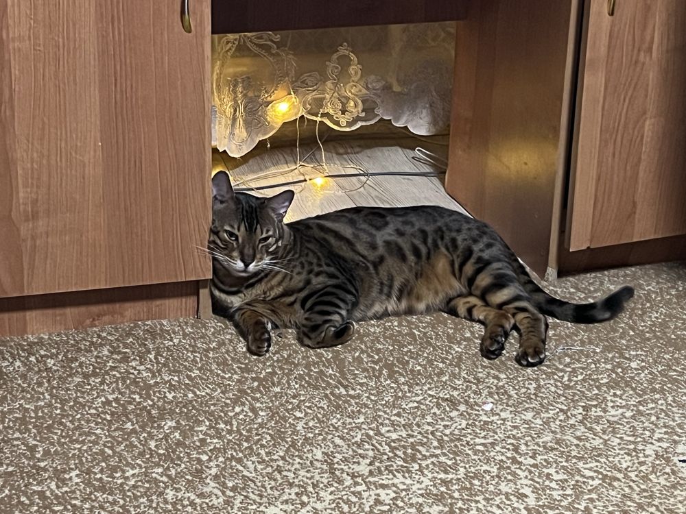 Бенгальский кот .