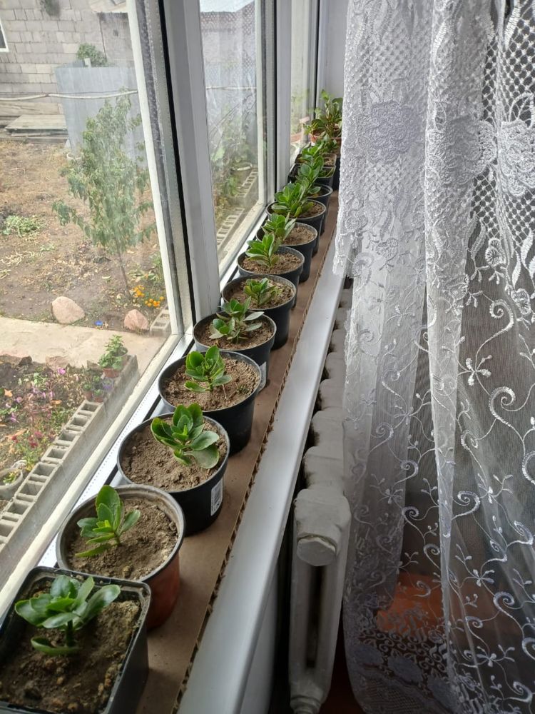 Срочно продам цветы комнатные