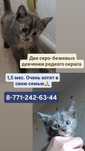 Две очаровательные девочки ищут дом