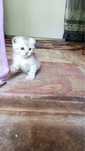 Шотландский котенок ищет дом