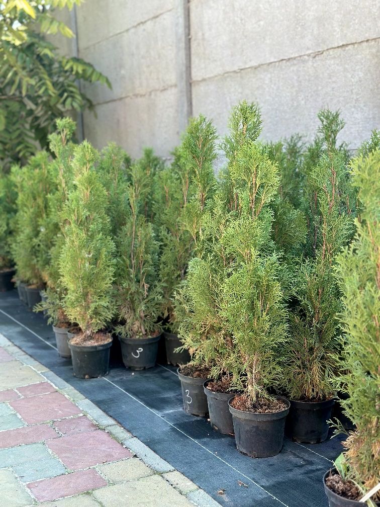Продам саженцы ели, туи, можевельника, кора сосны