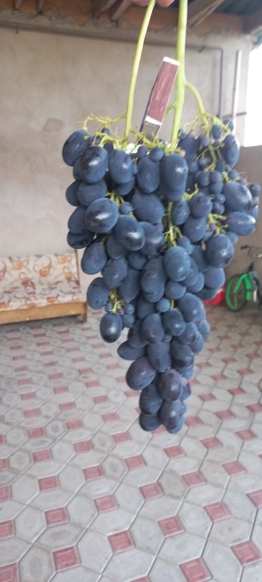 Саженцы элитных сортов Винограда