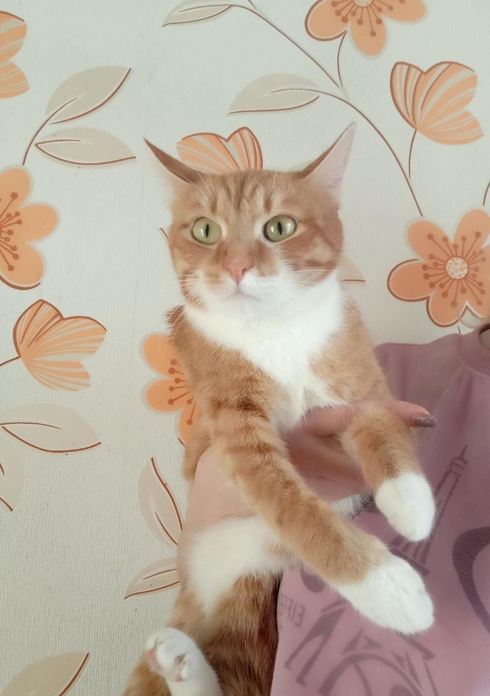 Пристраиваются молодые котик и кошечка!!!