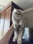 Британский котенок