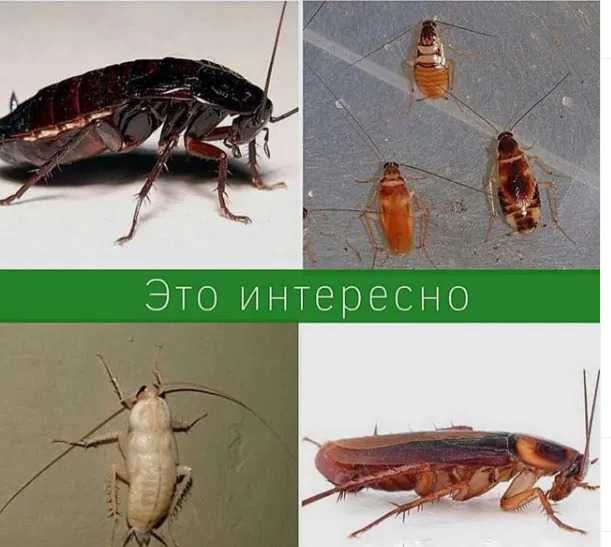 Обработка от тараканов клопов и других вредных насекомых гарантия опыт