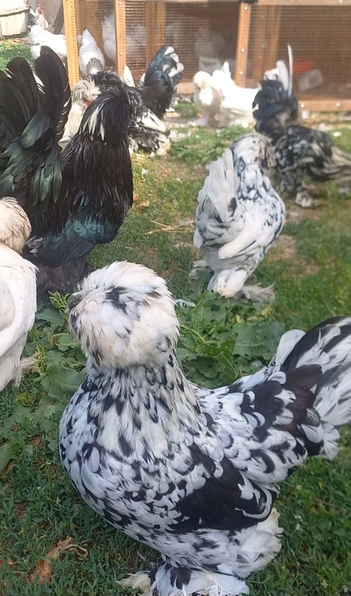 Султанка балдары 1 айлық
