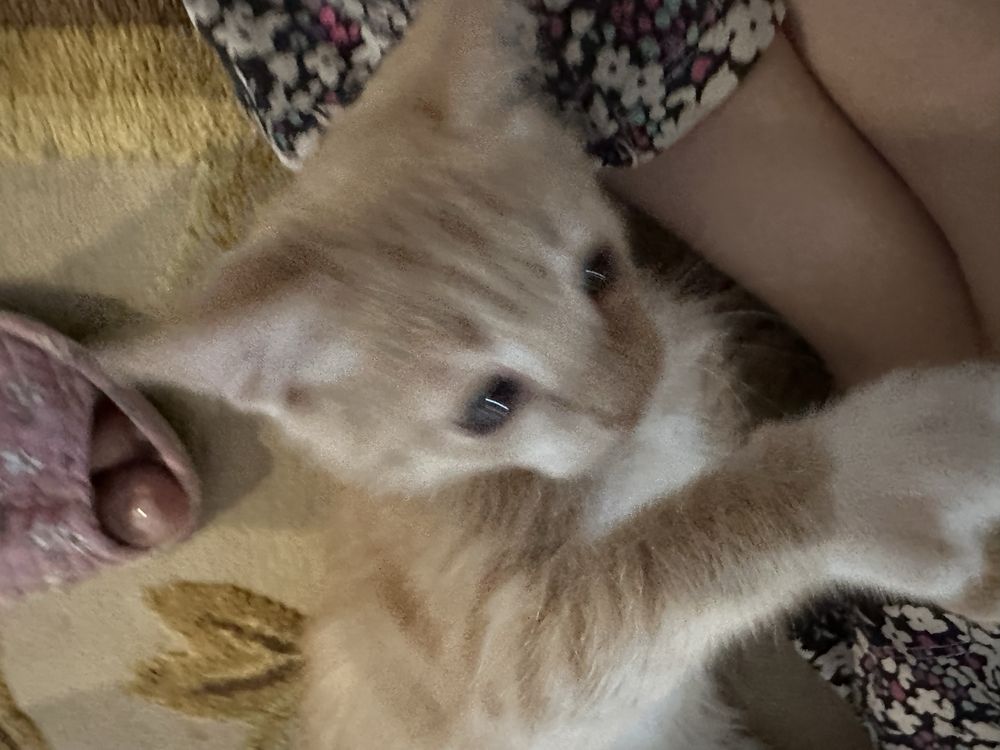 котенок !!;ласковая