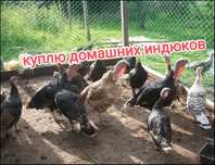 Ky.п. Лю домашних индюков.