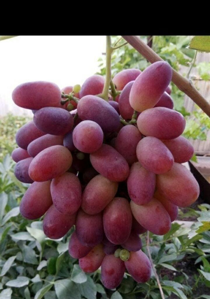 Продается виноград ризамат очень вкусный и сладкий домашний
