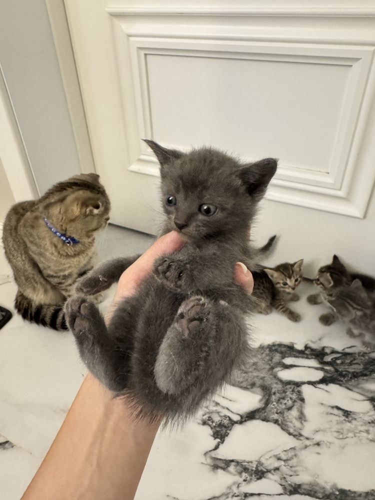 породистые котята
