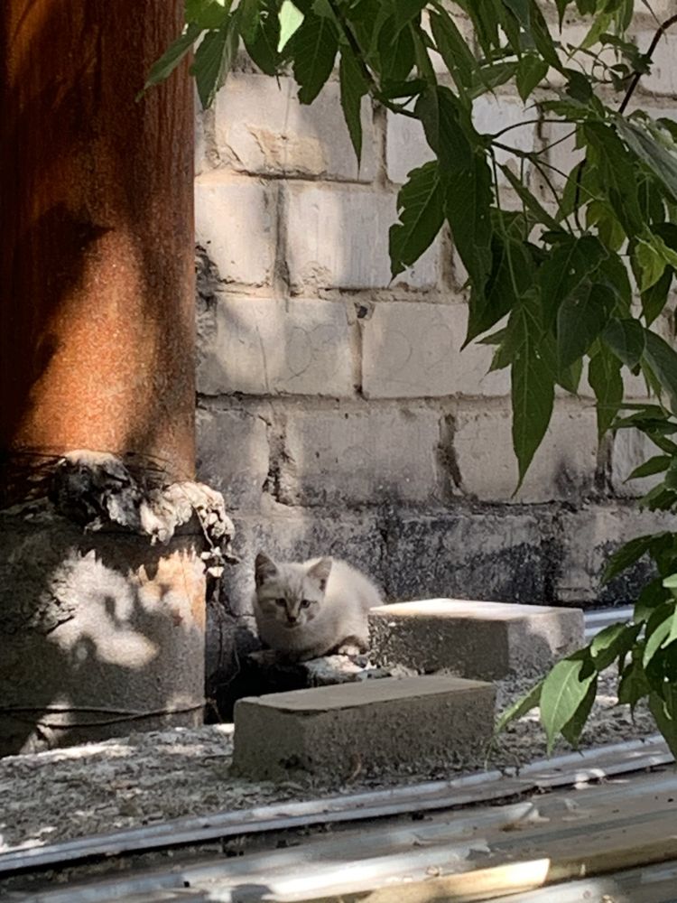 Бездомные котята с мамой кошкой