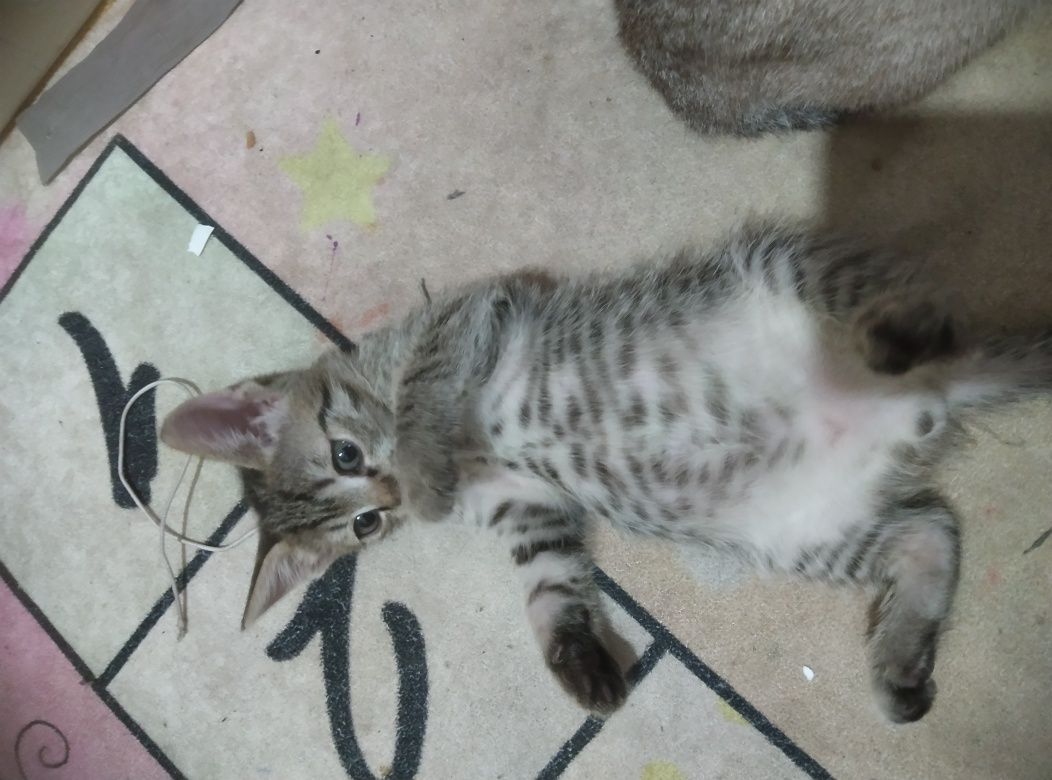 Отдам котят в добрые руки