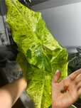Клубни от редкой Alocasia epilithica var