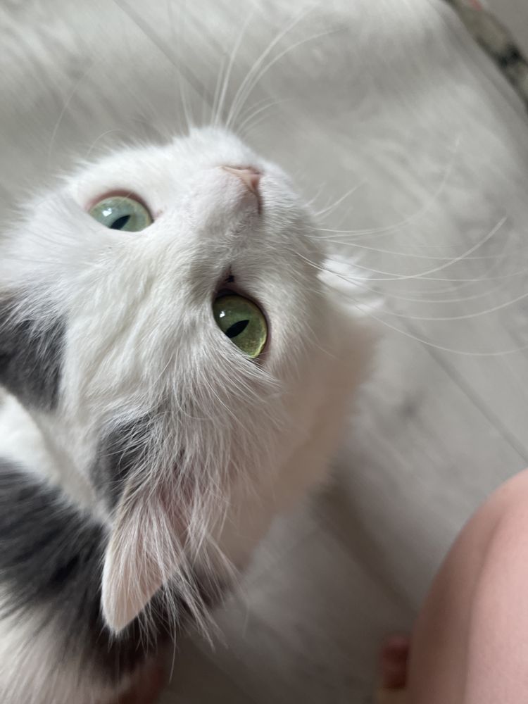 Отдам кота в добрые руки мышелов