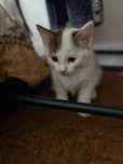 В добрые ручки котят
