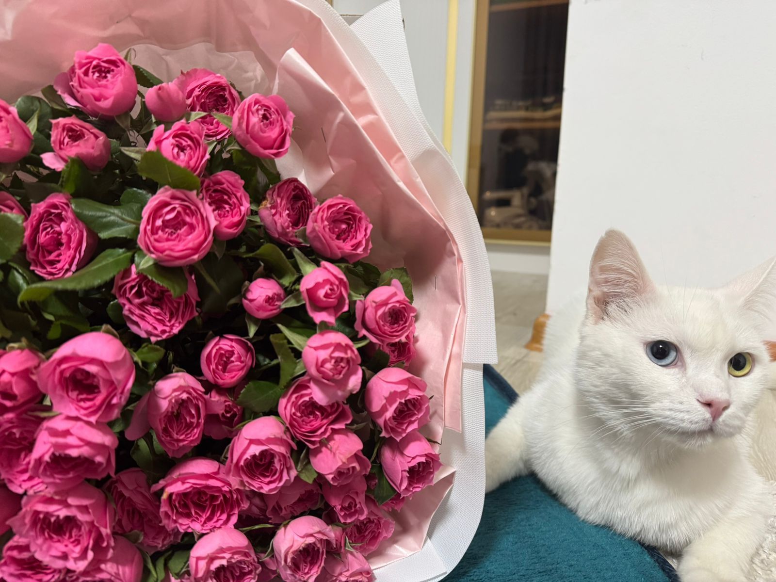 Отдам кота в добрые руки