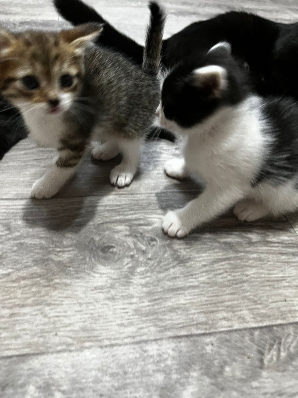 котята двое чёрно-белых, двое полосатых