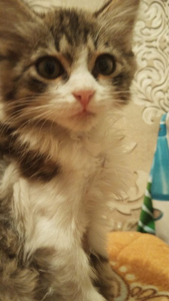 Котенок в добрые руки!