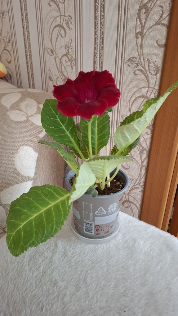 Продам цветущую глоксинию.