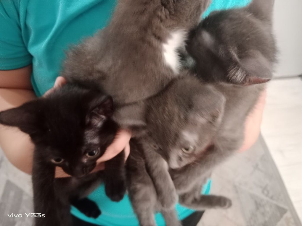 Котята 3 мальчика и одна девочка