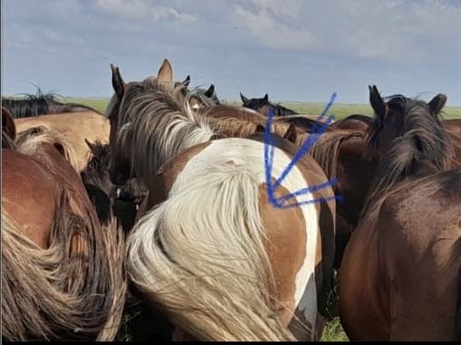 Продам донен