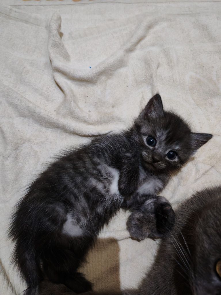 Отдам котят в добрые руки