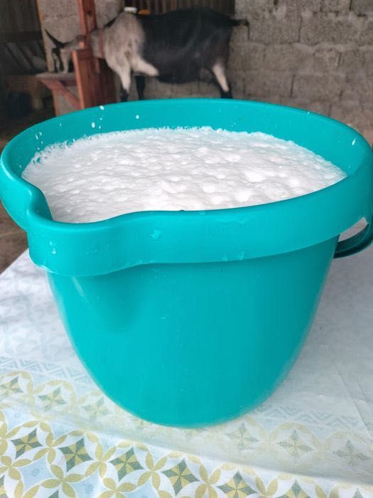 Козье молоко , Ешкі сүті