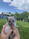 Отдам котят в хорошие руки