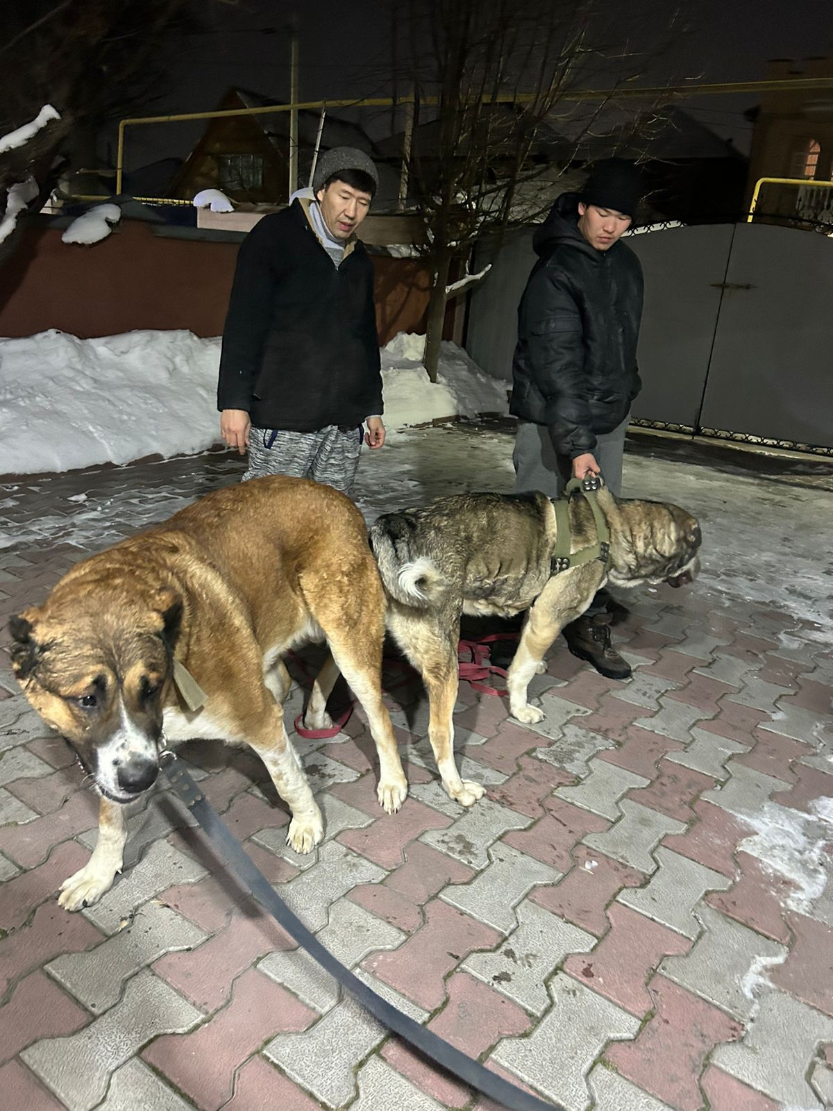 Продам щенков 3 мес