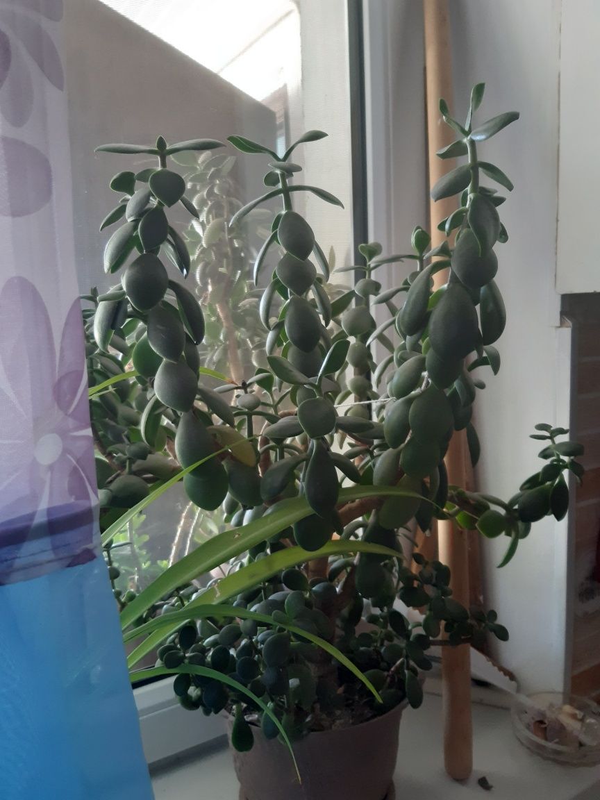 Продам комнатные цветы