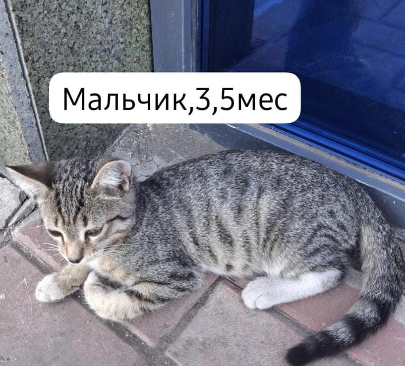 Котята бесплатно