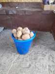 Продам картофель