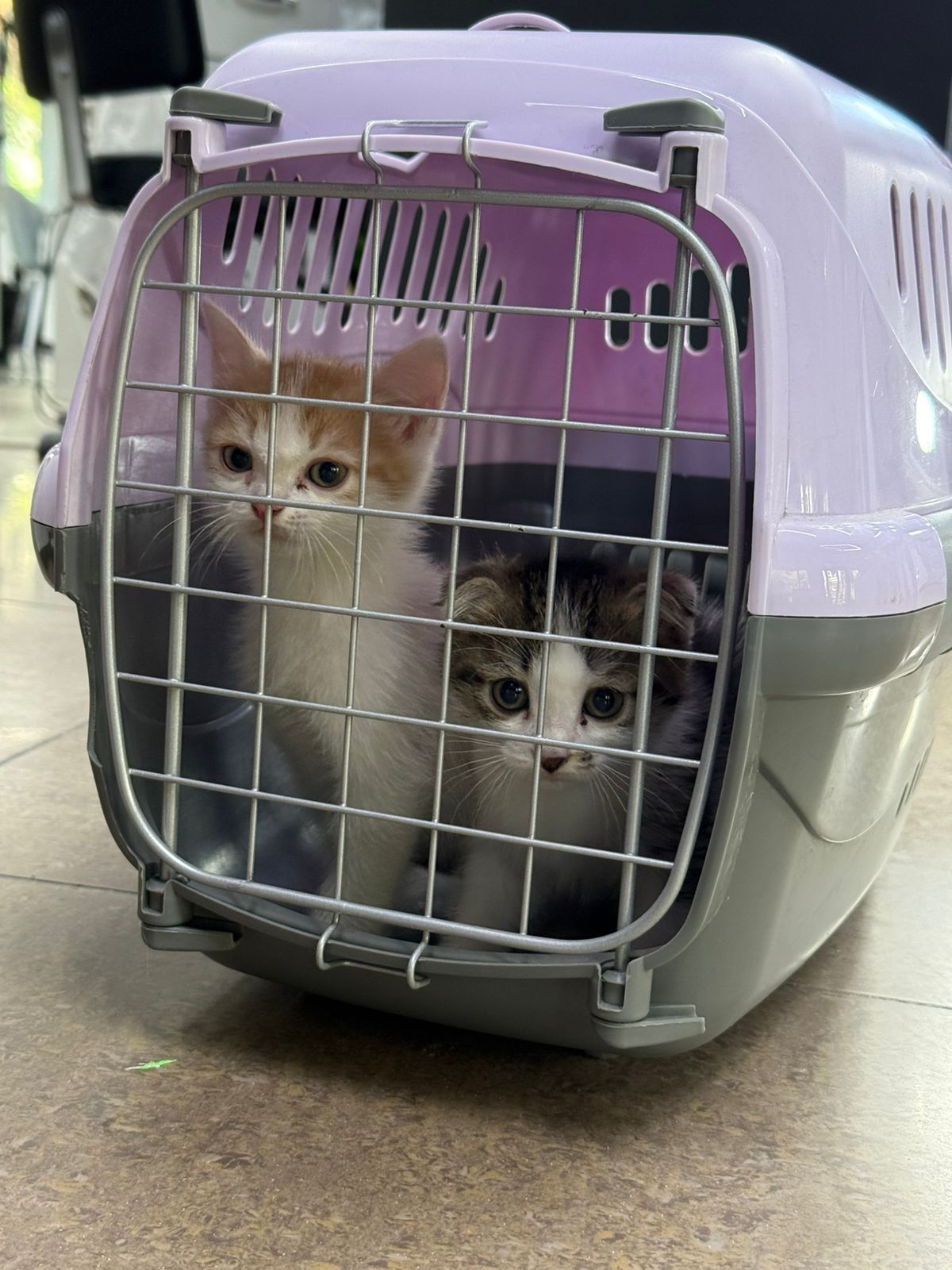 Отдаем в хорошие руки котят